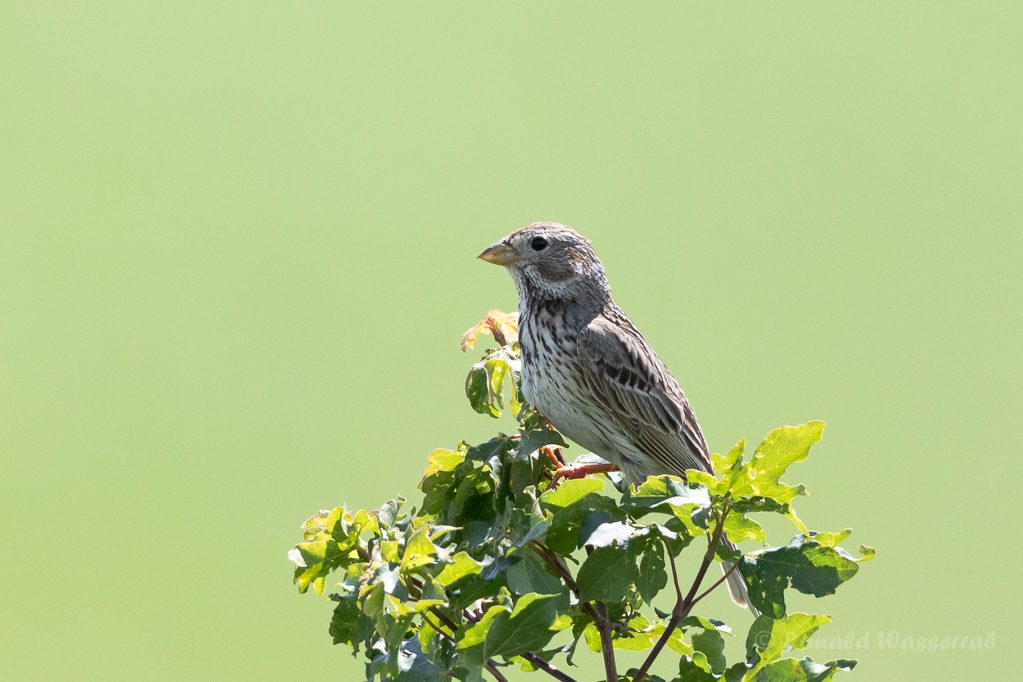 Grauammer (Emberiza calandra)