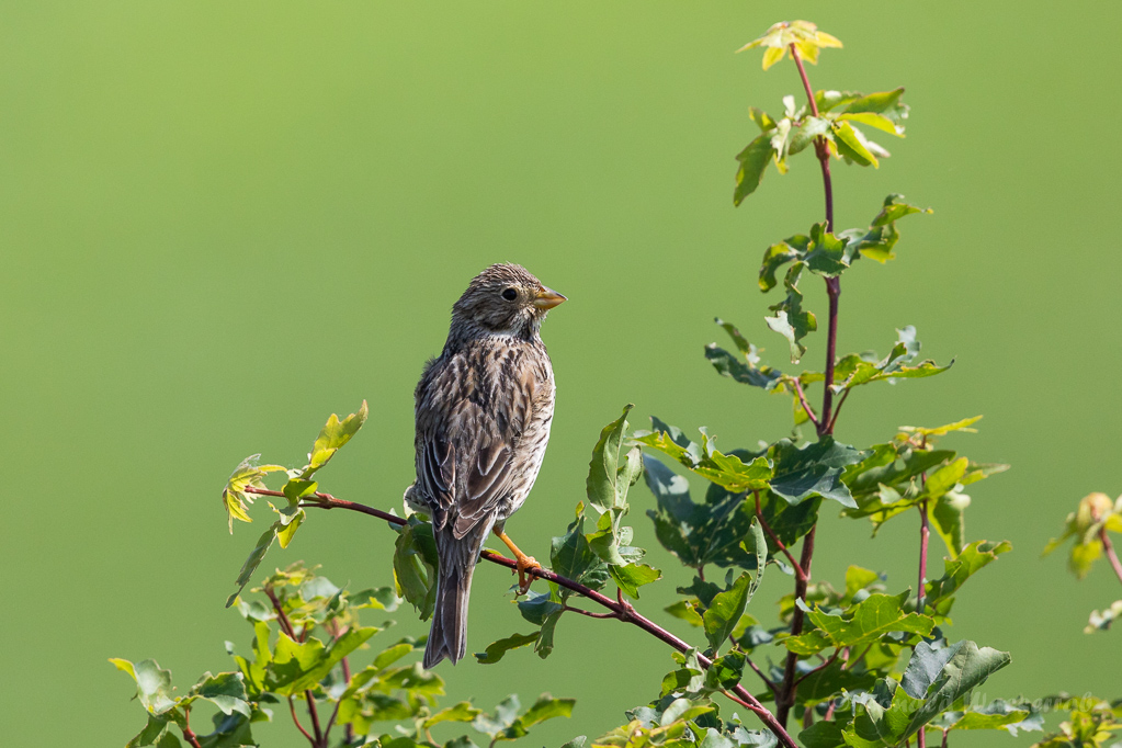 Grauammer (Emberiza calandra)