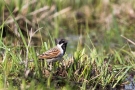 Rohrammer (Emberiza schoeniclus)