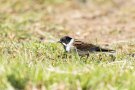 Rohrammer (Emberiza schoeniclus)