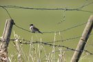 Rohrammer (Emberiza schoeniclus)