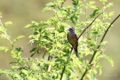 Zippammer (Emberiza cia)