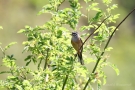 Zippammer (Emberiza cia)