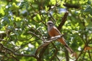 Zippammer (Emberiza cia)