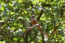 Zippammer (Emberiza cia)