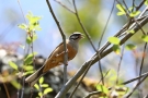 Zippammer (Emberiza cia)