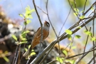 Zippammer (Emberiza cia)