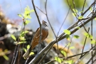 Zippammer (Emberiza cia)