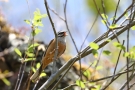 Zippammer (Emberiza cia)