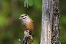 Zippammer (Emberiza cia)