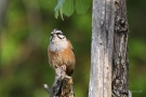 Zippammer (Emberiza cia)