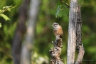 Zippammer (Emberiza cia)