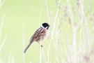 Rohrammer (Emberiza schoeniclus) im Ochsenmoor