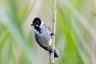 Rohrammer (Emberiza schoeniclus) im Ochsenmoor