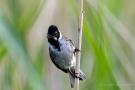 Rohrammer (Emberiza schoeniclus) im Ochsenmoor