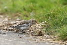 Schneeammer (Plectrophenax nivalis) bei Meldorf