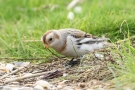 Schneeammer (Plectrophenax nivalis) bei Meldorf