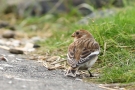 Schneeammer (Plectrophenax nivalis) bei Meldorf