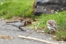 Schneeammer (Plectrophenax nivalis) bei Meldorf