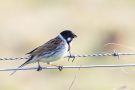 Rohrammer-Männchen (Emberiza schoeniclus) am Lüttmoordamm