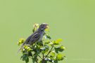 GGrauammer (Emberiza calandra)