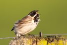 Singende Rohrammer (Emberiza schoeniclus)