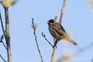 Rohrammer (Emberiza schoeniclus)