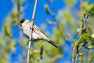 Rohrammer (Emberiza schoeniclus)