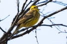 Goldammer (Emberiza citrinella)