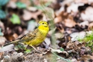 Goldammer (Emberiza citrinella)