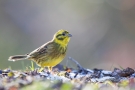 Goldammer (Emberiza citrinella)