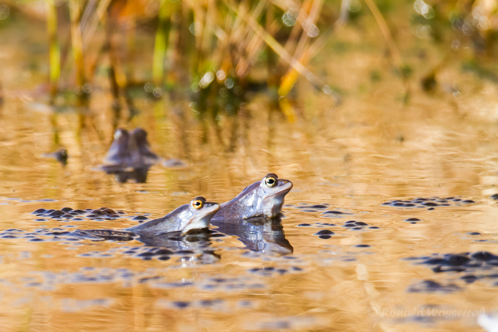 Moorfrosch-Balz im Münsterland