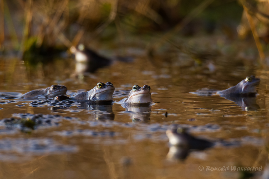 Abendfrust der einsamen Junggesellen - Moorfrösche (Rana arvalis)