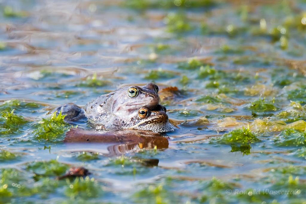 Das frisch gebackene Moorfrosch-Paar (Rana arvalis)
