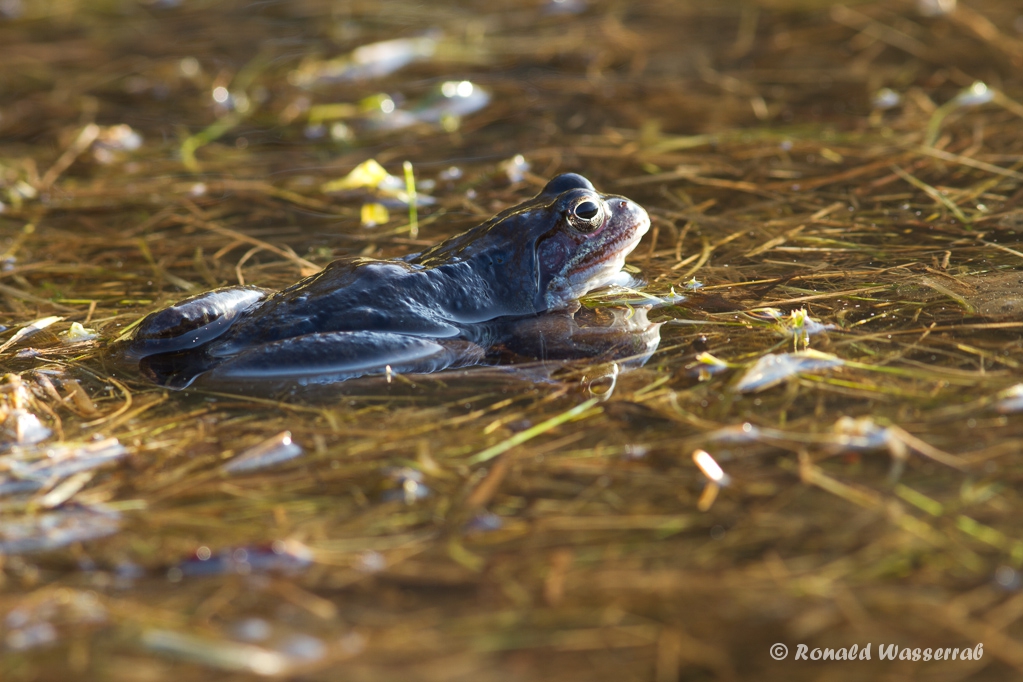 Moorfrosch