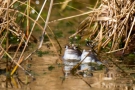 Moorfrösche (Rana arvalis) in Wartestellung