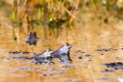 Moorfrosch-Balz im Münsterland