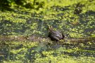 Teichfrosch (Rana esculenta)