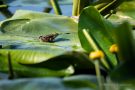 Teichfrosch (Rana esculenta)