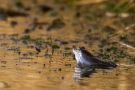 Moorfrosch (Rana arvalis) zur Balzzeit