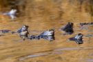 Warten auf Madame - Moorfrösche (Rana arvalis)