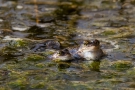 Grüne Augen Froschnatur, von der Liebe keine Spur... - Moorfrösche (Rana arvalis)