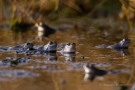Abendfrust der einsamen Junggesellen - Moorfrösche (Rana arvalis)