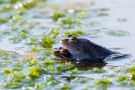 Der Herr ist wonnetrunken blau - Moorfrösche (Rana arvalis)