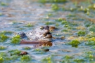Das frisch gebackene Moorfrosch-Paar (Rana arvalis)