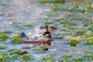 Das frisch gebackene Moorfrosch-Paar (Rana arvalis)