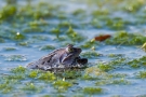 Das frisch gebackene Moorfrosch-Paar (Rana arvalis)