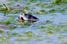 Das frisch gebackene Moorfrosch-Paar (Rana arvalis)