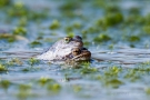 Das frisch gebackene Moorfrosch-Paar (Rana arvalis)