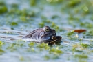 Das frisch gebackene Moorfrosch-Paar (Rana arvalis)